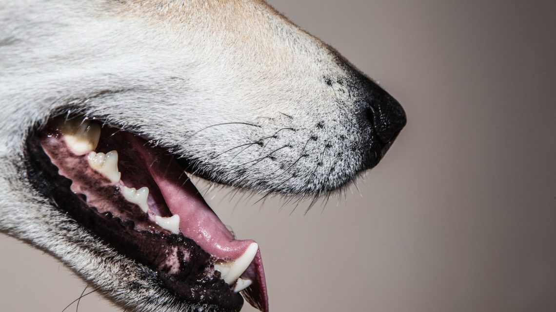 What should I do if my dog&#8217;s teeth are loose?