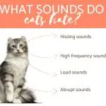 What sounds do cats dislike?