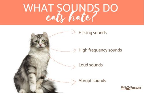 What sounds do cats dislike?