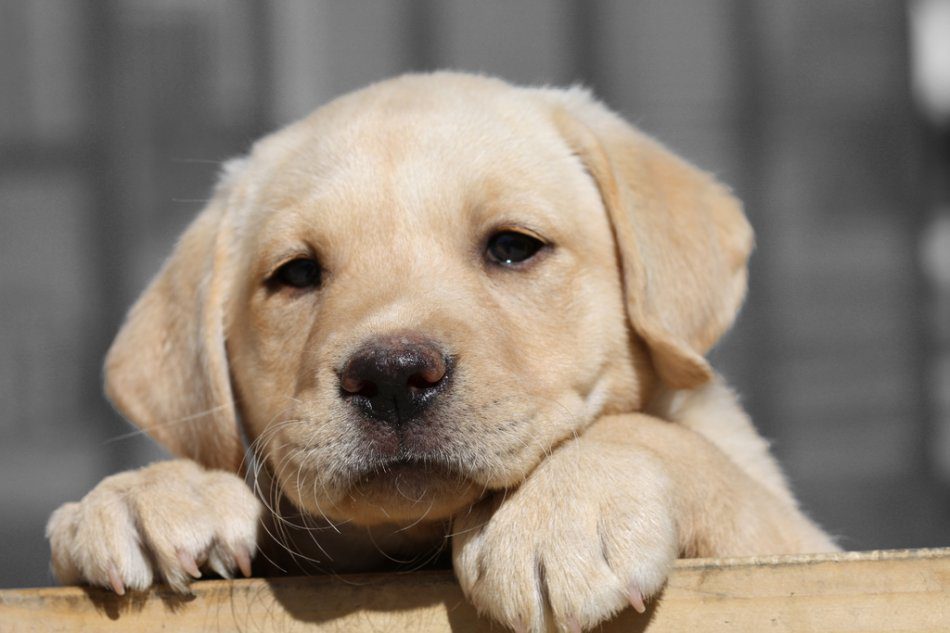 What to buy a puppy for the first time