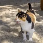 What to do if a cat asks a cat?