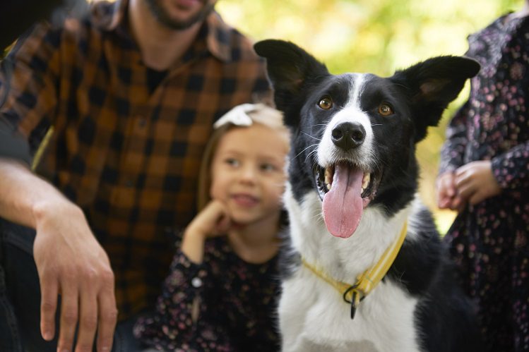 What to do if a child asks for a dog