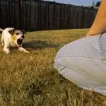 What to do if a dog barks at people?