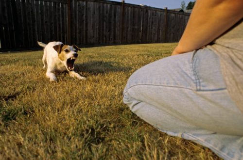 What to do if a dog barks at people?