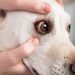 Gamavit for dogs: how to use, instructions, dosages, contraindications