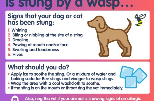 What to do if a dog is bitten by a bee or wasp?