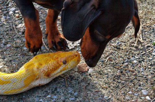 What to do if a dog is bitten by a snake?