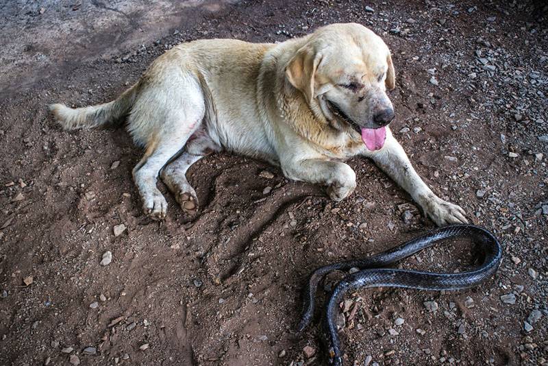 What to do if a dog is bitten by a snake?