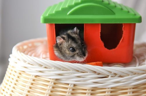 What to do if a hamster has a watery eye?