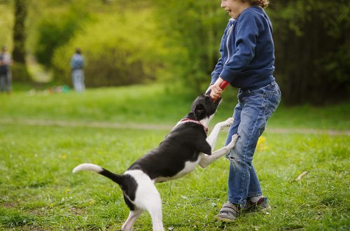 What to do if a pet dog has bitten a child?