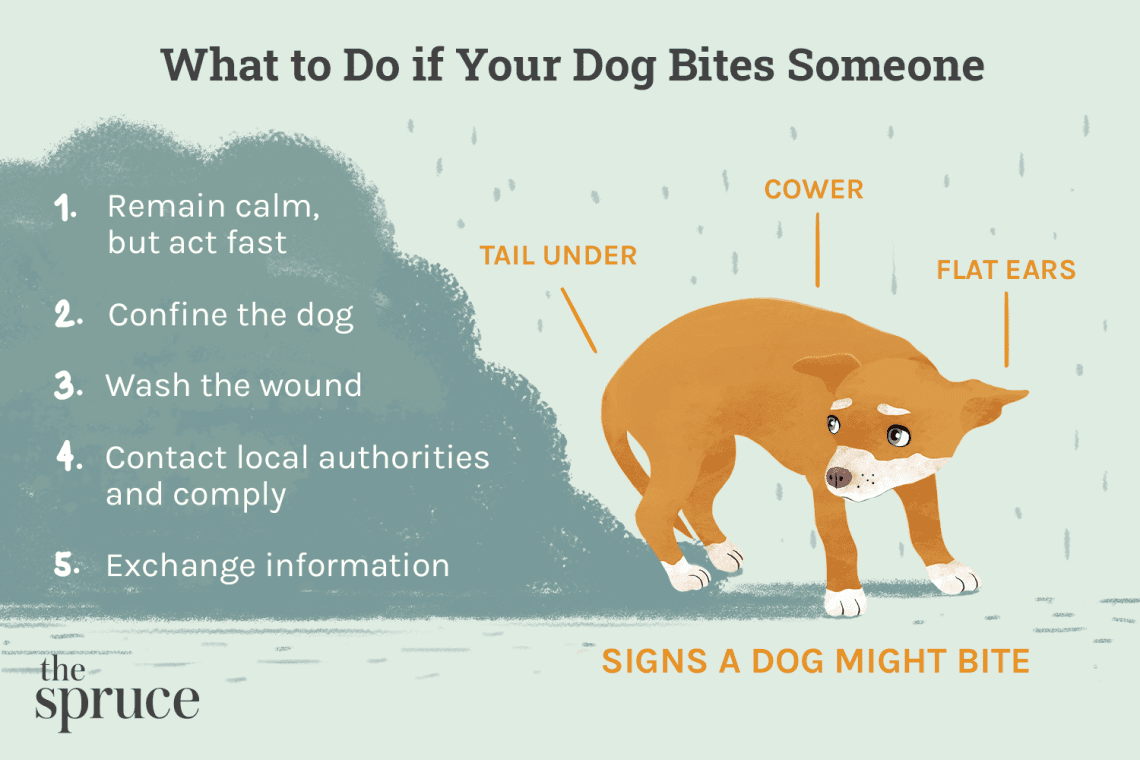 What to do if bitten by a dog?