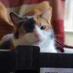 What to do if the cat began to go to the toilet in the wrong place?
