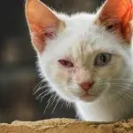 What to do if the cat has red eyes?