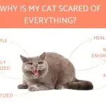 What to do if the cat is afraid of people?