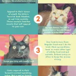 What to do if the cat is lost?