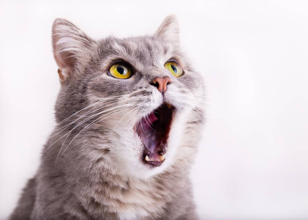 What to do if the cat yells?