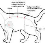 What to do if the cat’s hind legs fail?
