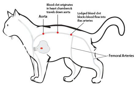 What to do if the cat&#8217;s hind legs fail?
