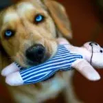 What to do if the dog constantly asks for attention?