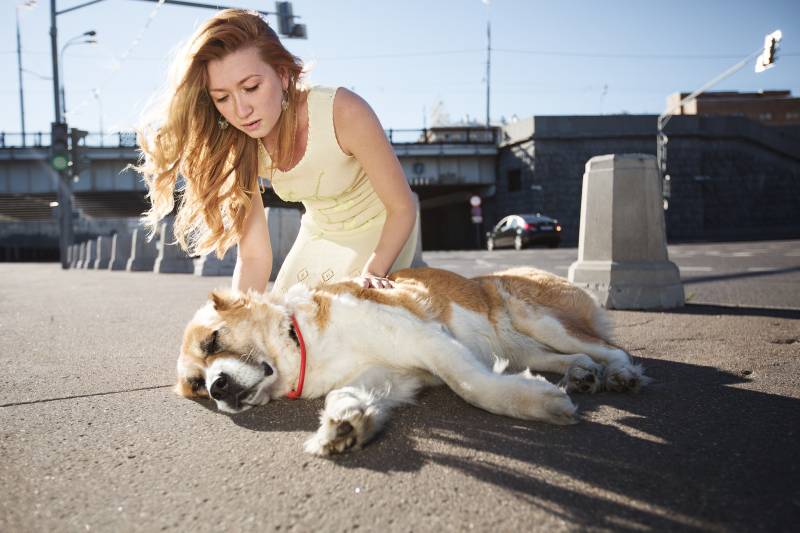What to do if the dog fainted?
