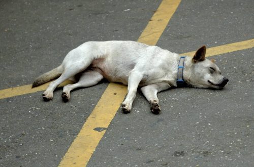 What to do if the dog fainted?