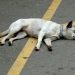 How to help a pet with sunstroke?