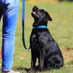 What to do if the dog gives out the whole arsenal of skills to any command?
