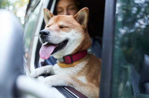 Mi a teendő, ha a kutya fél beülni az autóba?