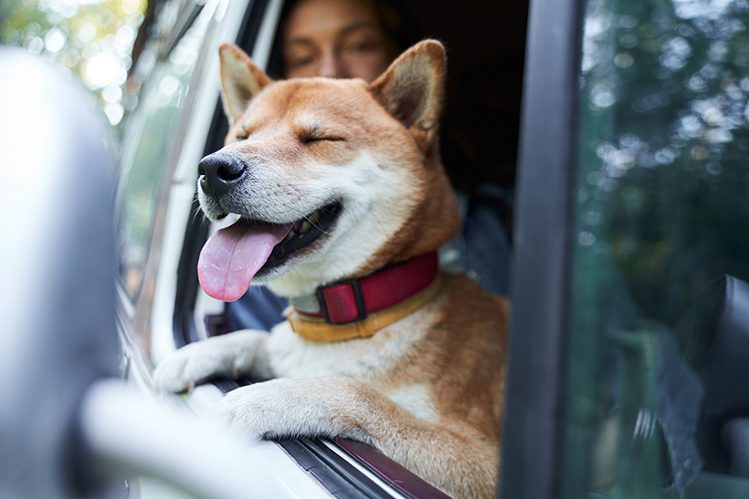 What to do if the dog is afraid to ride in the car?