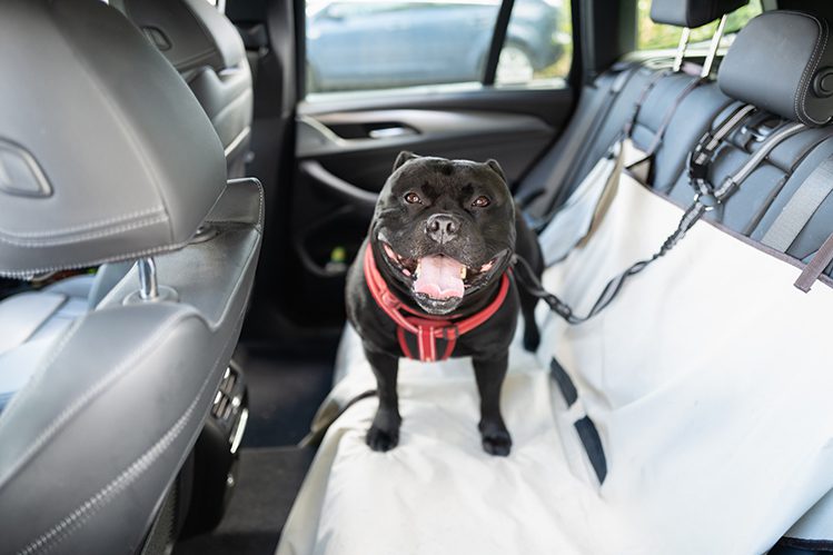 What to do if the dog is afraid to ride in the car?