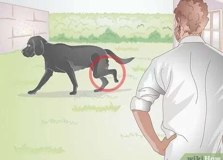 What to do if the dog is hurt?