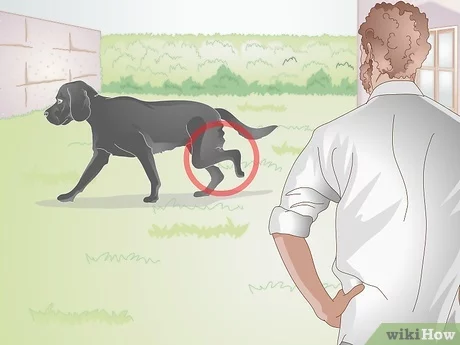 Ինչ անել, եթե շունը վիրավորված է: