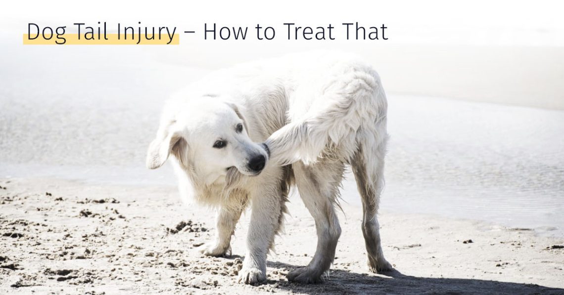 What to do if the dog&#8217;s tail is severely pinched?