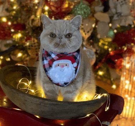 What to do if there is no New Years mood? See pictures of funny animals