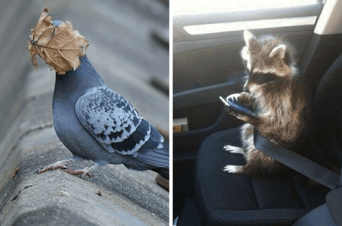 What to do if there is no New Year&#8217;s mood? See pictures of funny animals