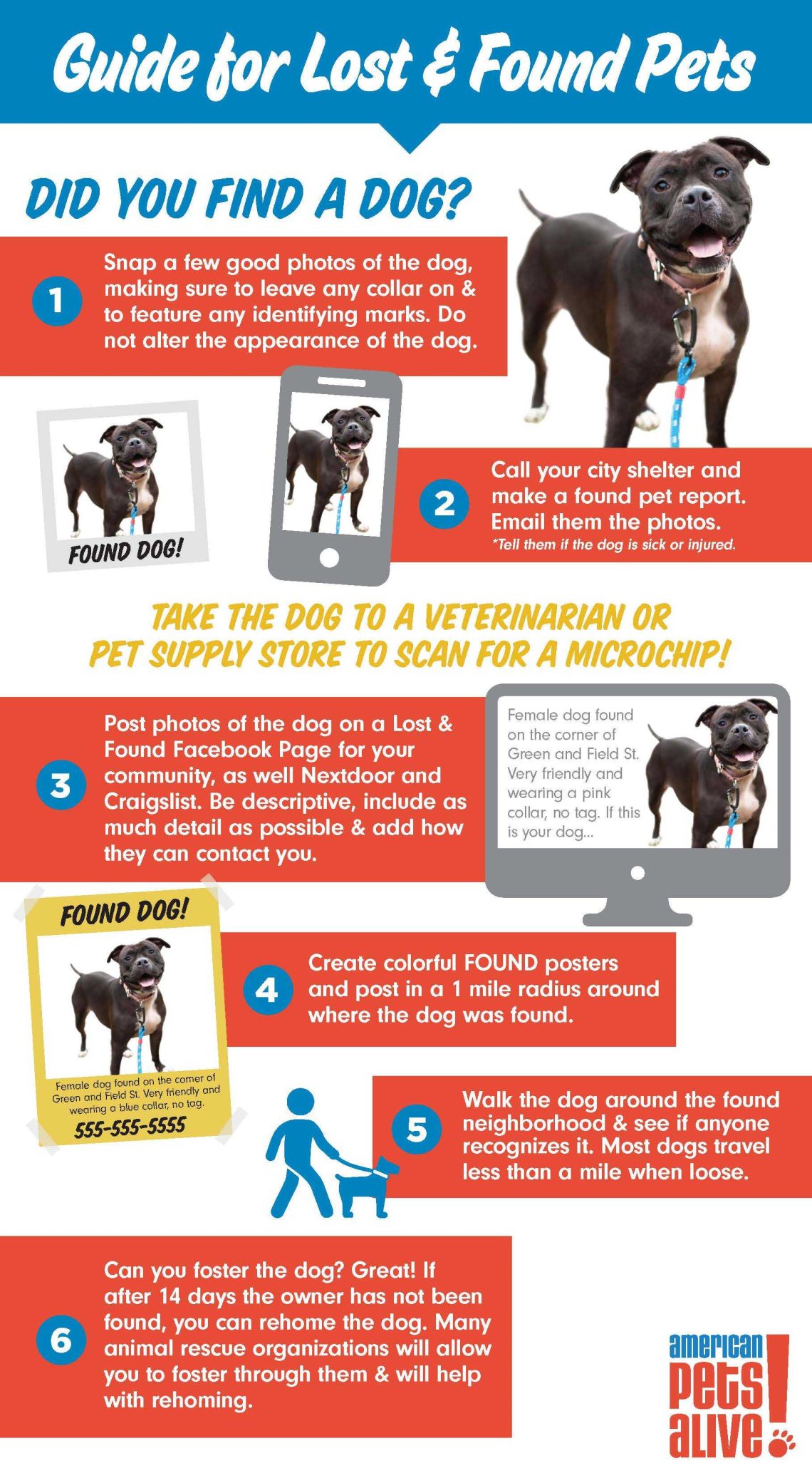 What to do if you find a dog with a collar?