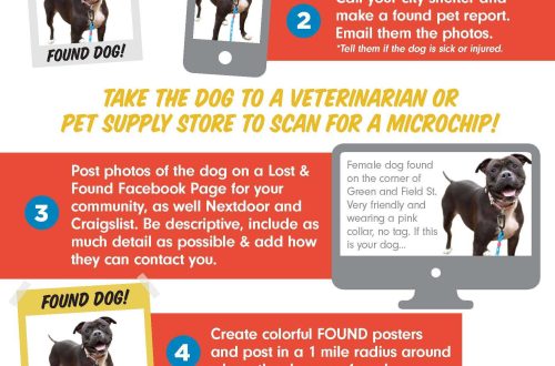 What to do if you find a dog with a collar?