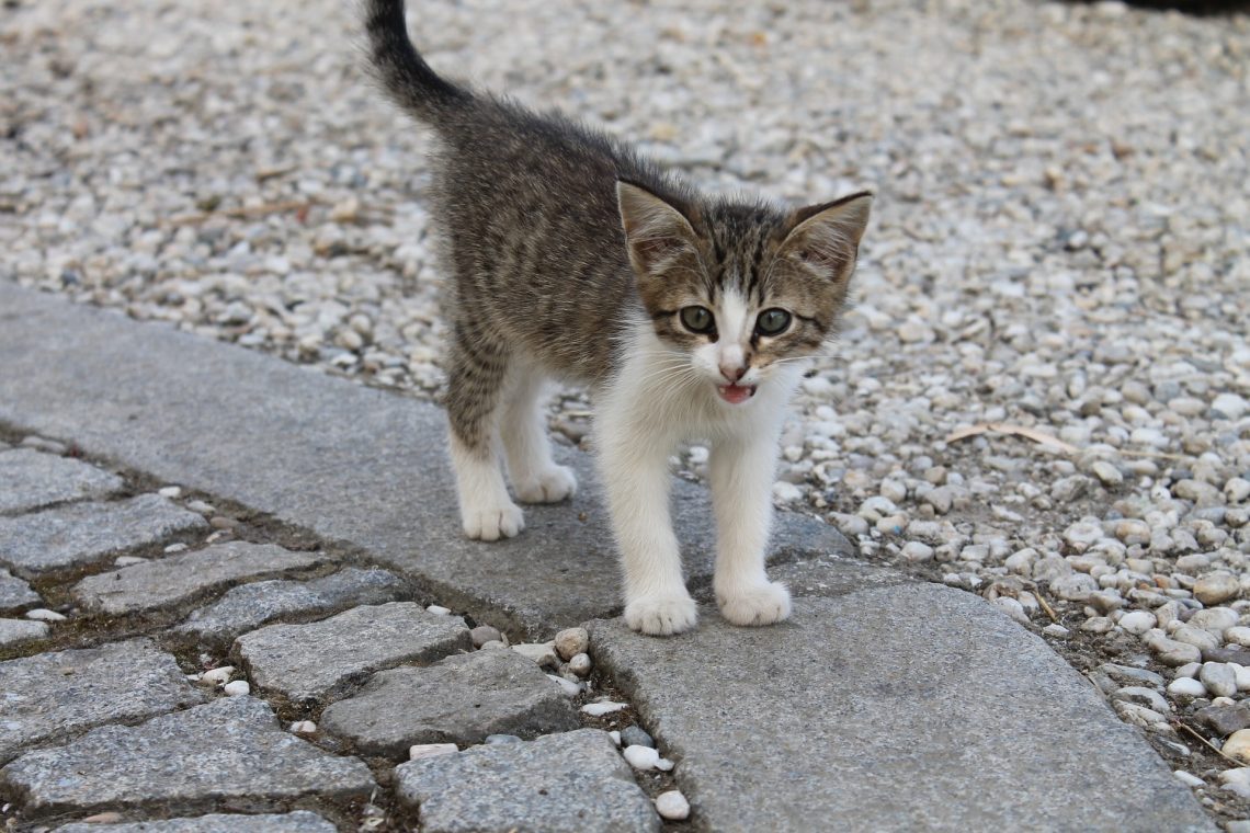 What to do if you picked up a kitten on the street?