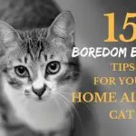 What to do with a cat so that she does not get bored?