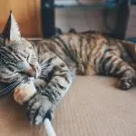 What to do with an overly active cat?