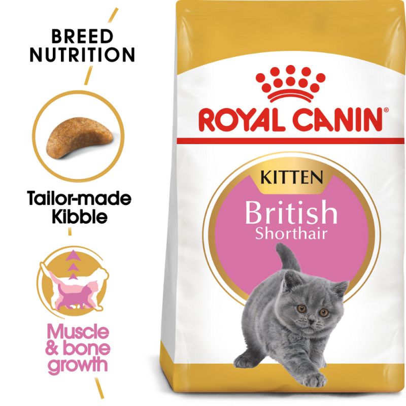 What to feed a British kitten?