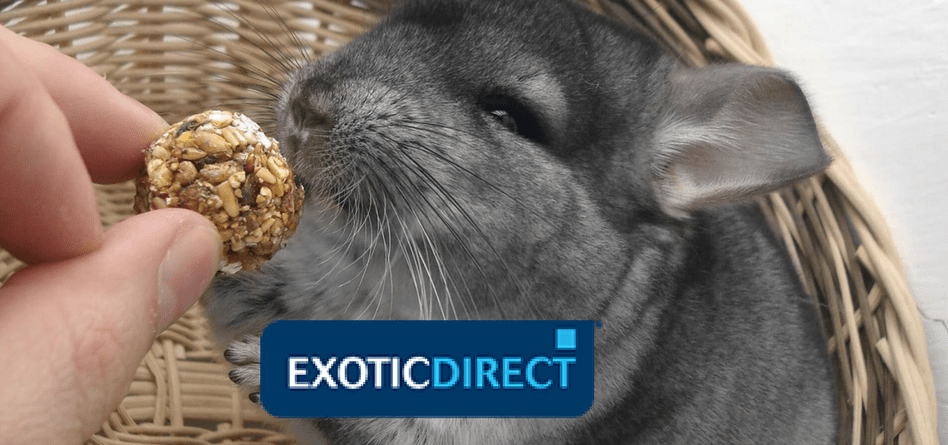 What to feed a chinchilla?