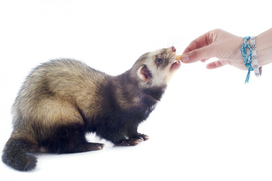 What to feed a ferret?