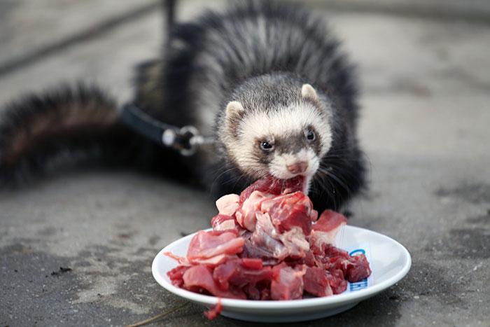 What to feed a ferret?