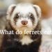 Keeping a ferret at home