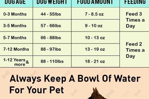 What to feed a German Shepherd puppy?