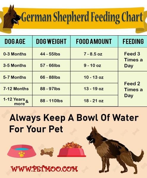 Čime hraniti štene njemačkog ovčara?