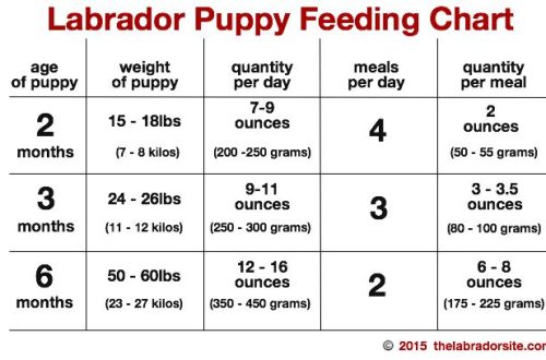 What to feed a Labrador puppy?