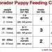 What to feed a German Shepherd puppy?