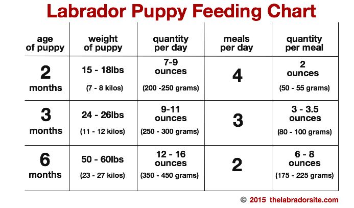 Čime hraniti štene labradora?